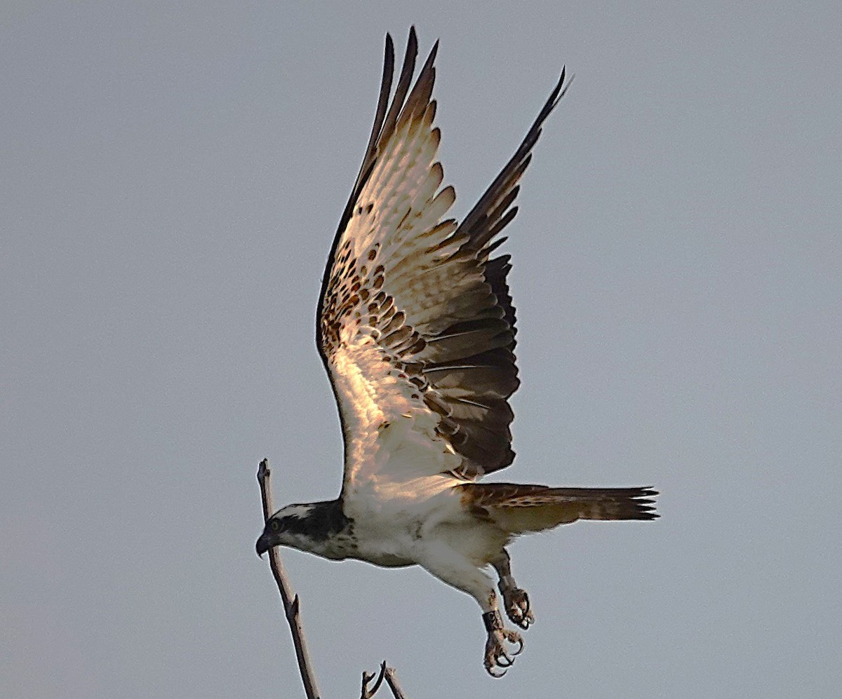 Osprey - ML626702478