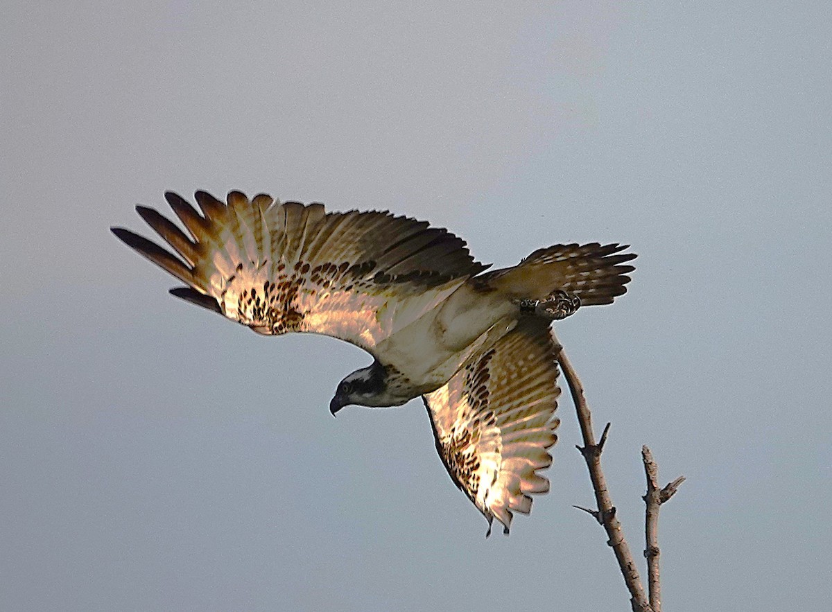 Osprey - ML626702481