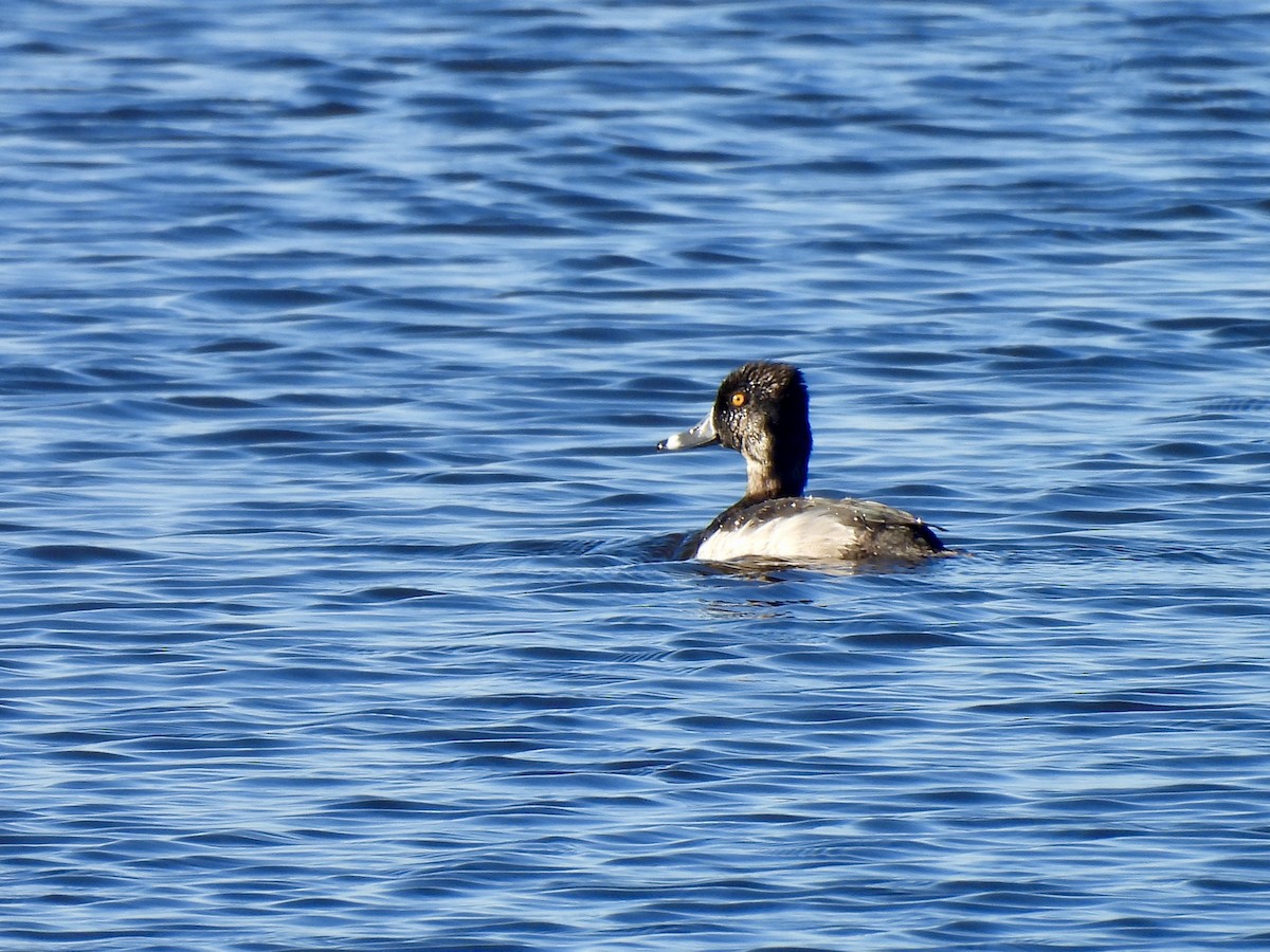 Ring-necked Duck - ML626702483