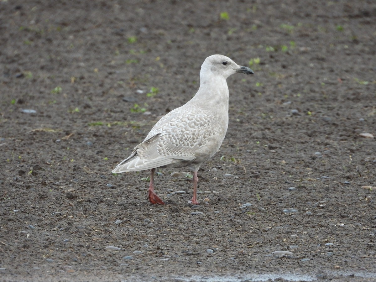 gull sp. - ML626702484