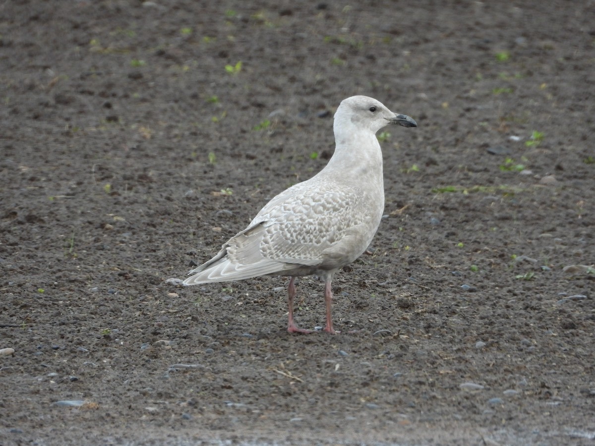 gull sp. - ML626702485