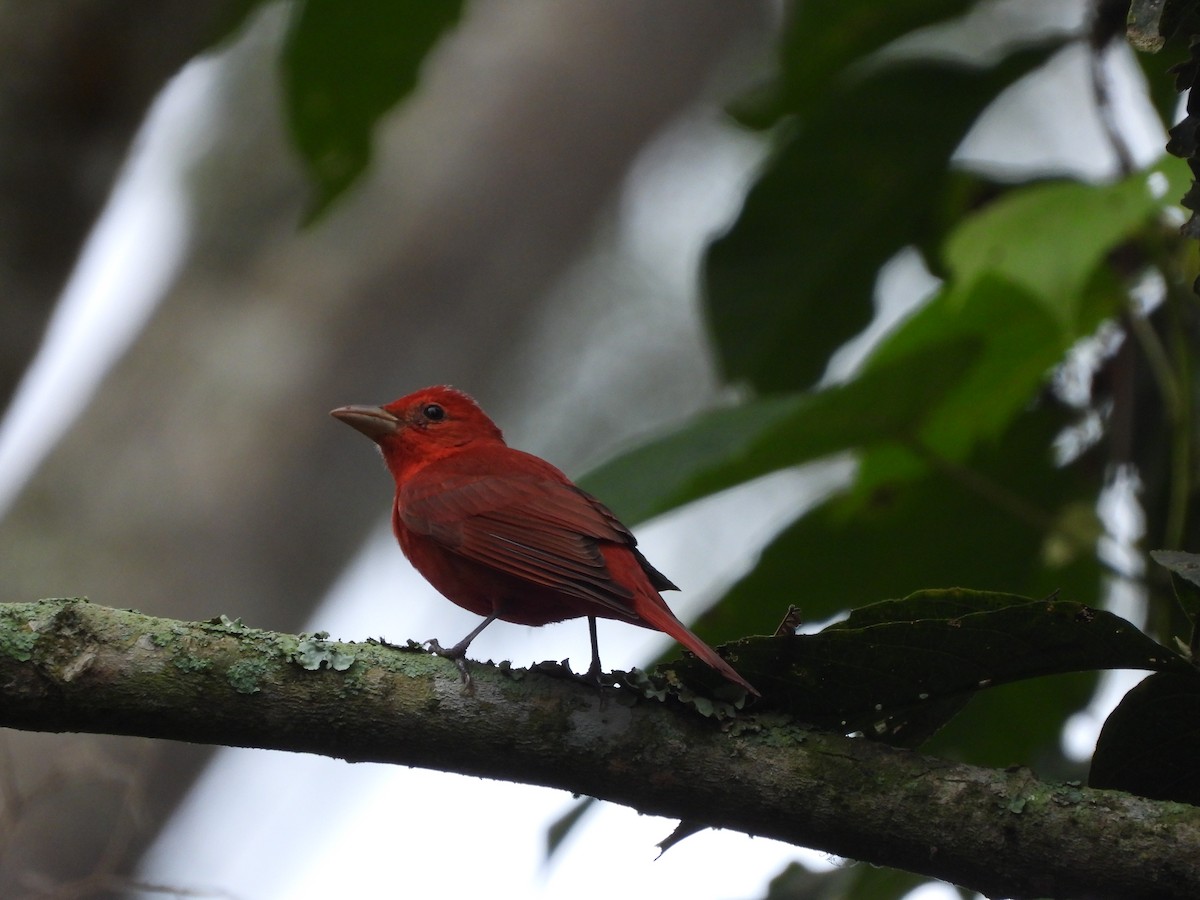 Summer Tanager - ML626702486