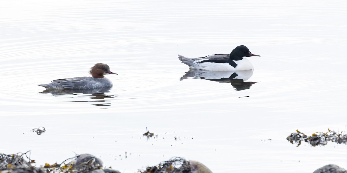 Common Merganser - ML626702487