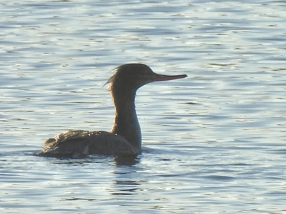 Red-breasted Merganser - ML626702488