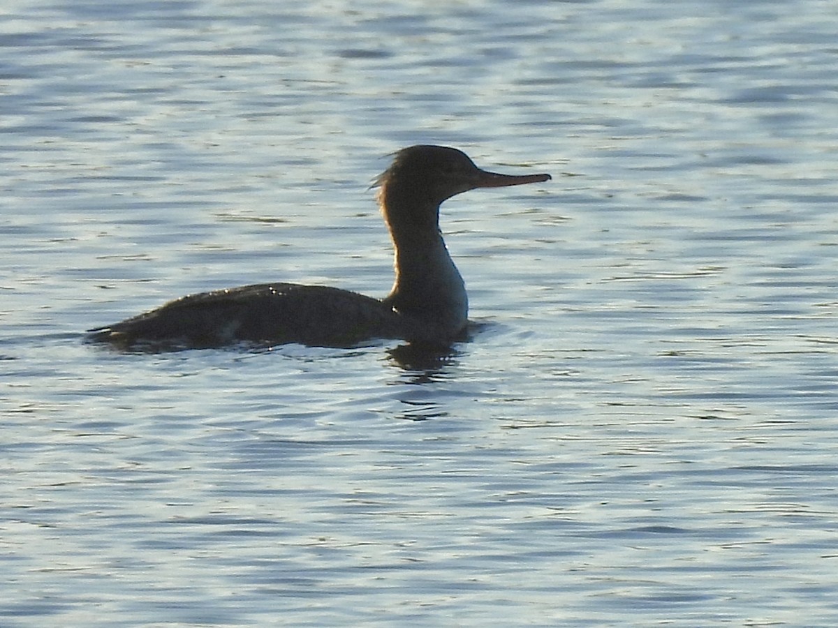 Red-breasted Merganser - ML626702489