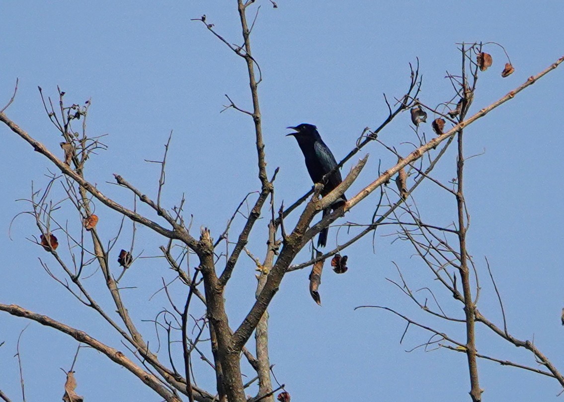 Square-tailed Drongo-Cuckoo - ML626702491