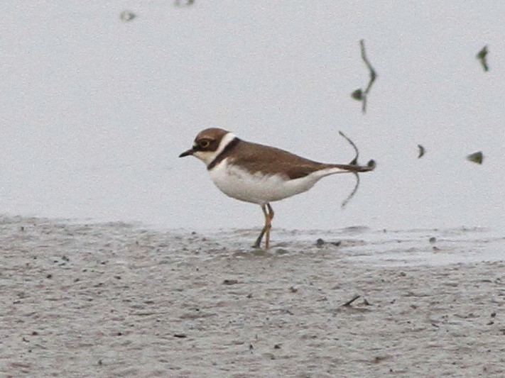 Little Ringed Plover - ML626702492