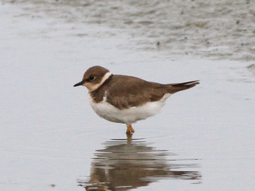 Little Ringed Plover - ML626702493