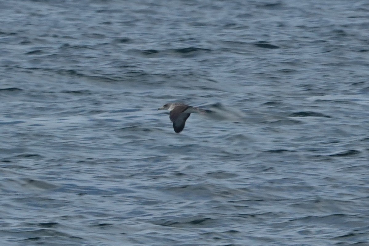 Cory's Shearwater - ML626702494