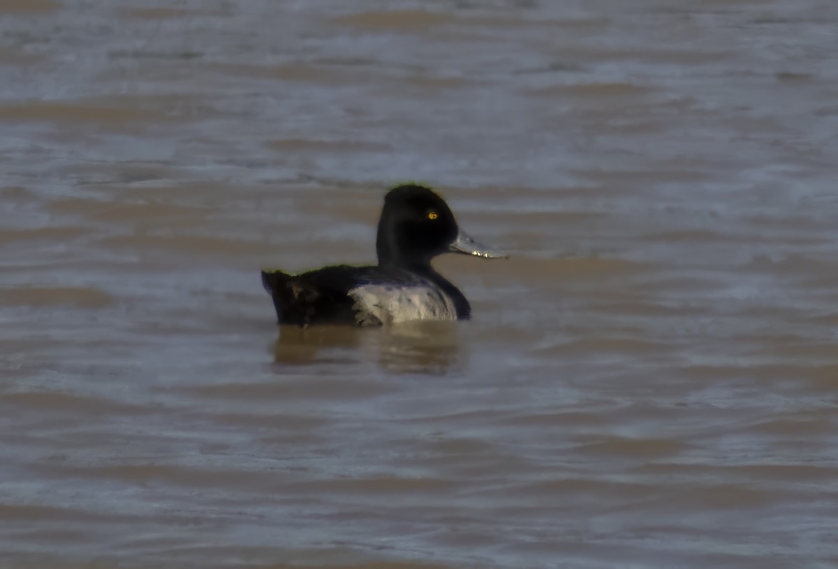 Lesser Scaup - ML626702495