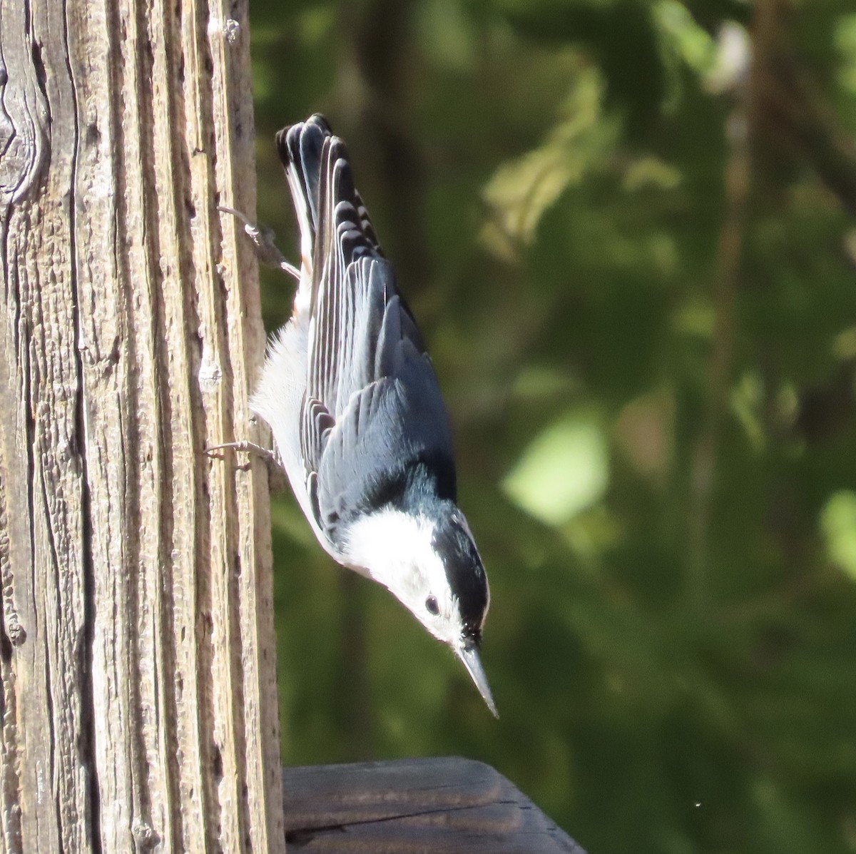 White-breasted Nuthatch - ML626702512