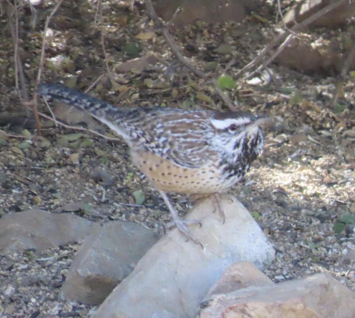 Cactus Wren - ML626702548