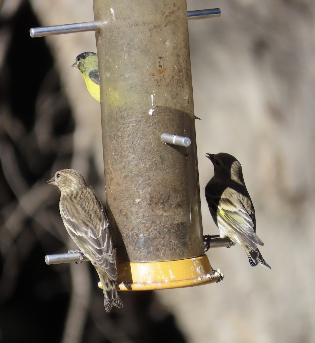 Lesser Goldfinch - ML626702571