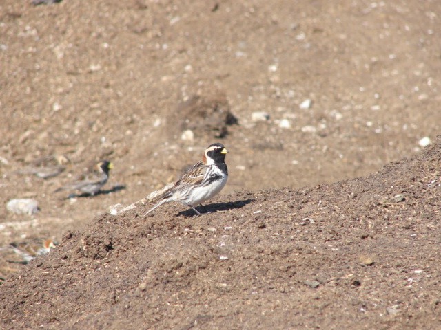 Lapland Longspur - C Lubecke