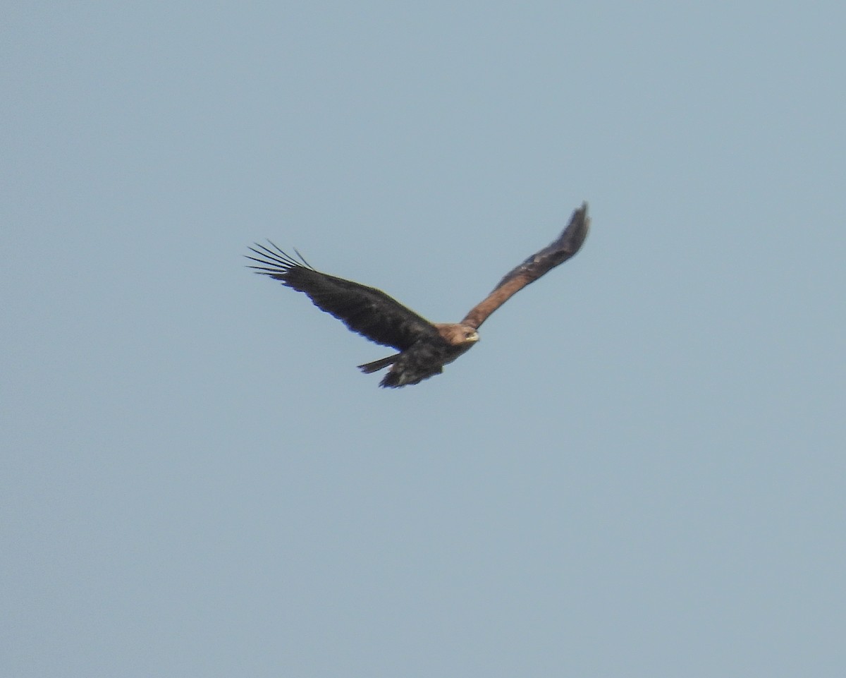 Greater Spotted Eagle - ML626702669