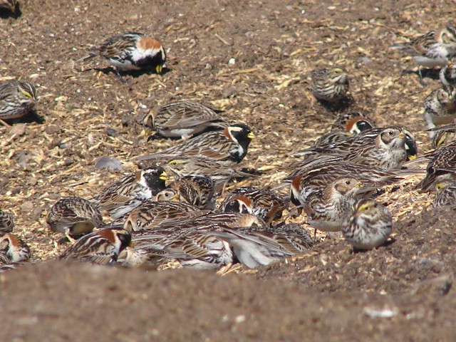 Lapland Longspur - C Lubecke