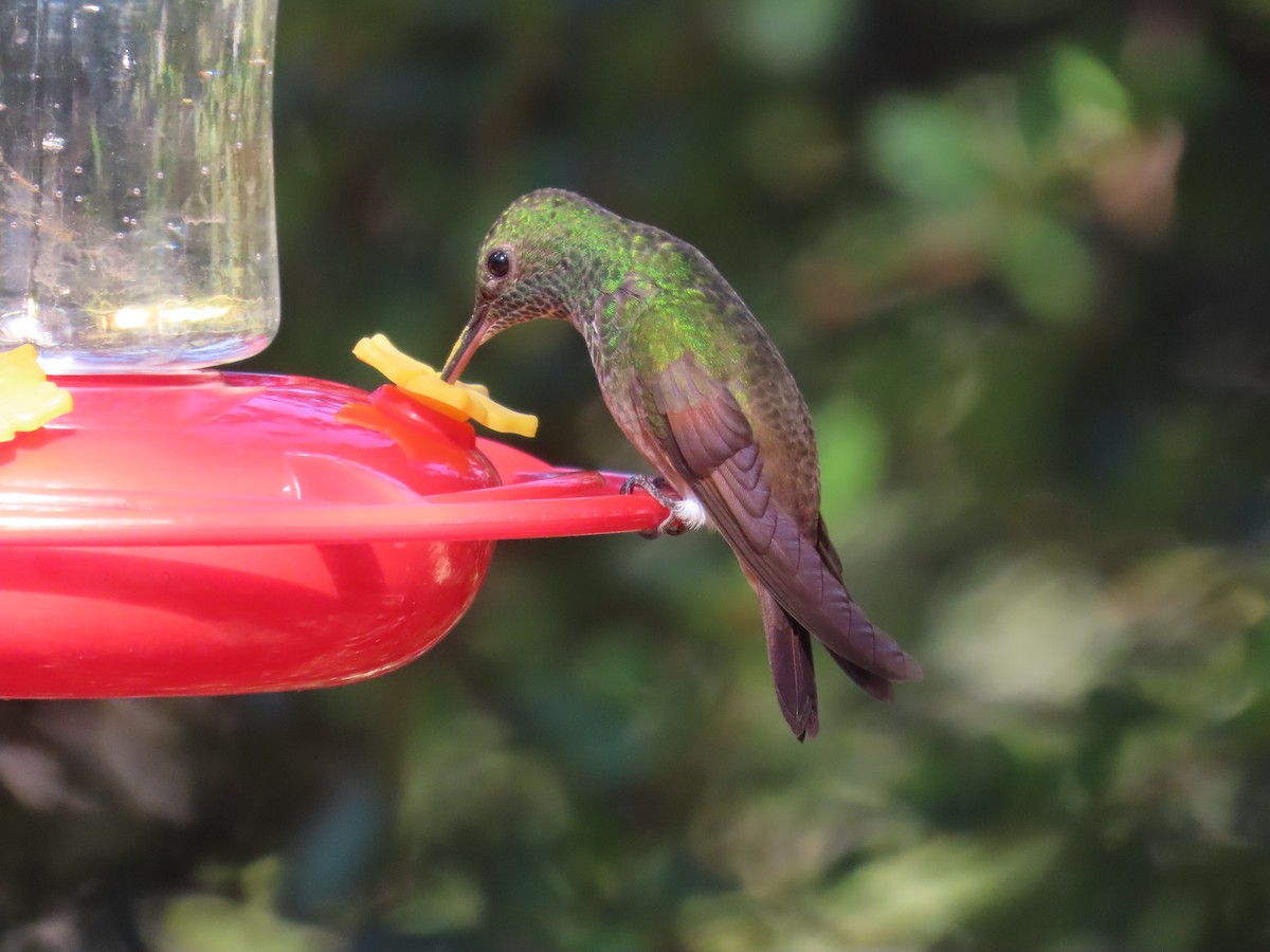 Berylline Hummingbird - ML626702740