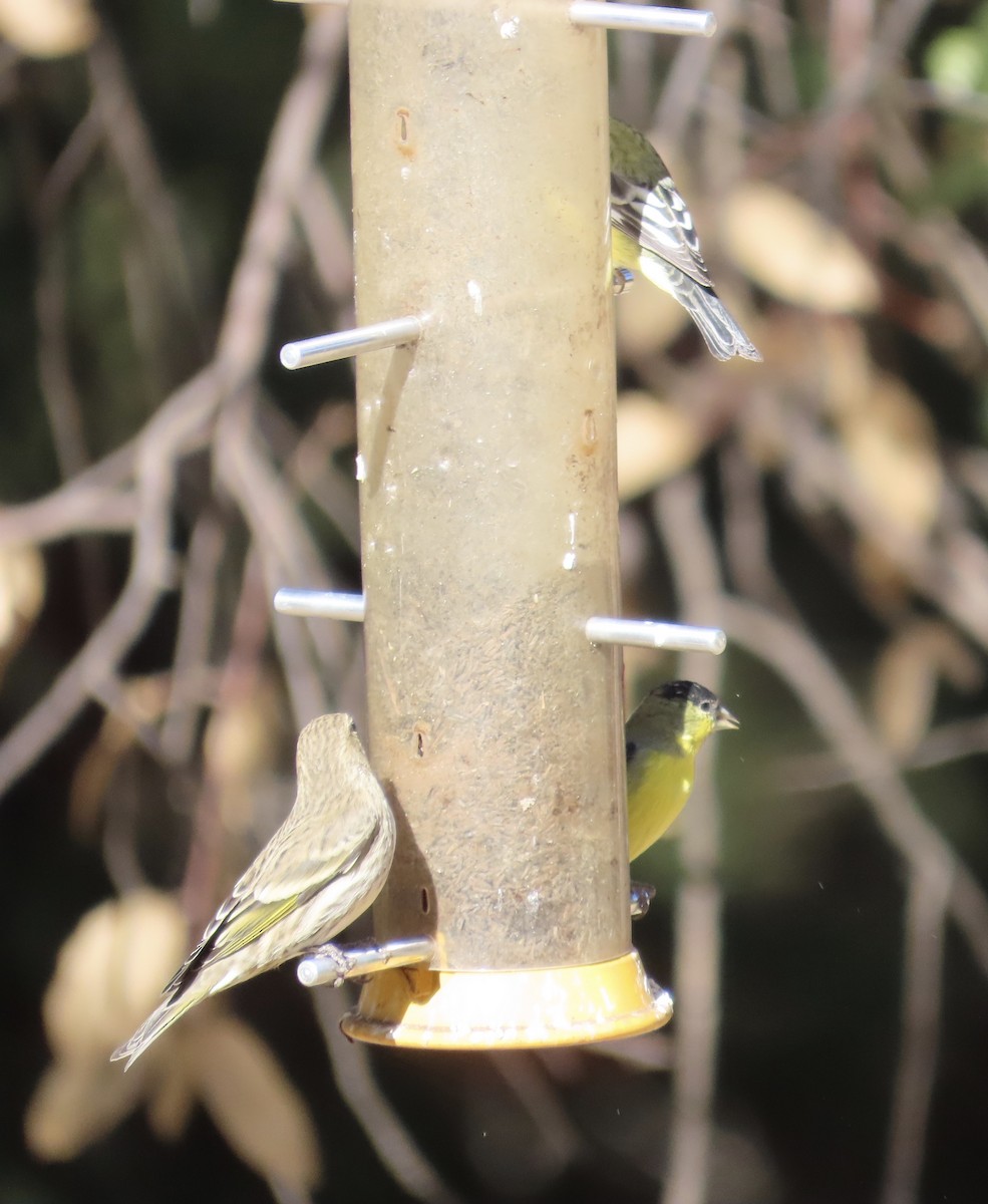Lesser Goldfinch - ML626702880