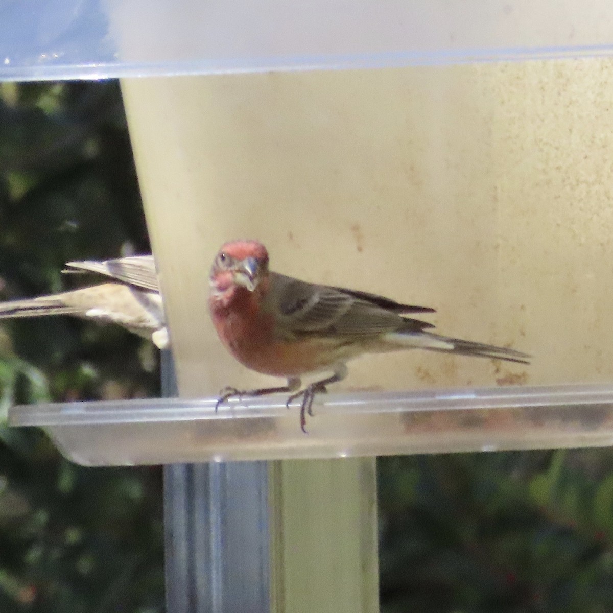 House Finch - ML626703013