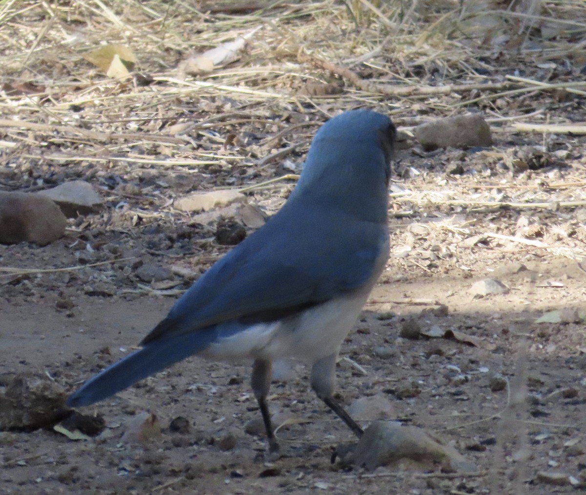 Mexican Jay - ML626703148