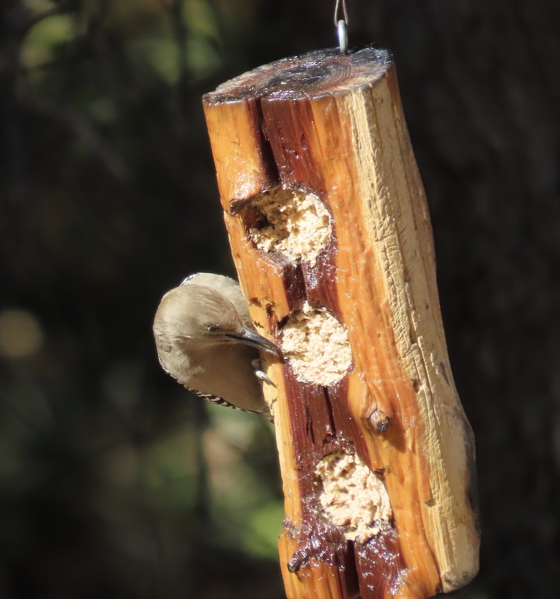 Gila Woodpecker - ML626703221