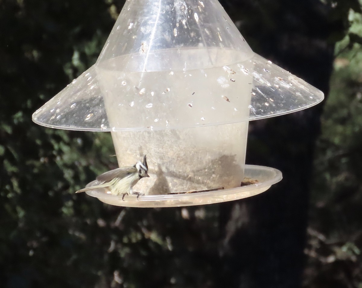 Bridled Titmouse - ML626703328