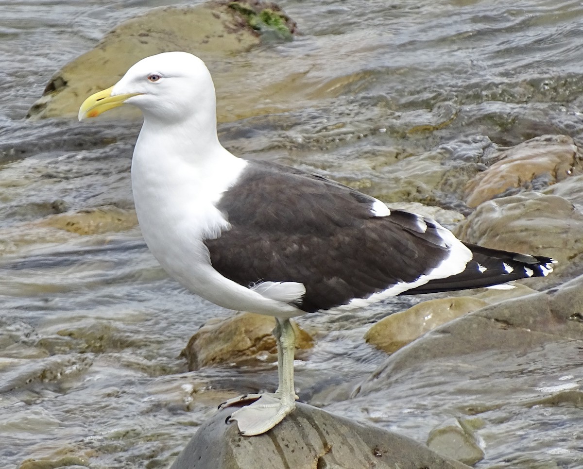 Kelp Gull (dominicanus) - ML626703366