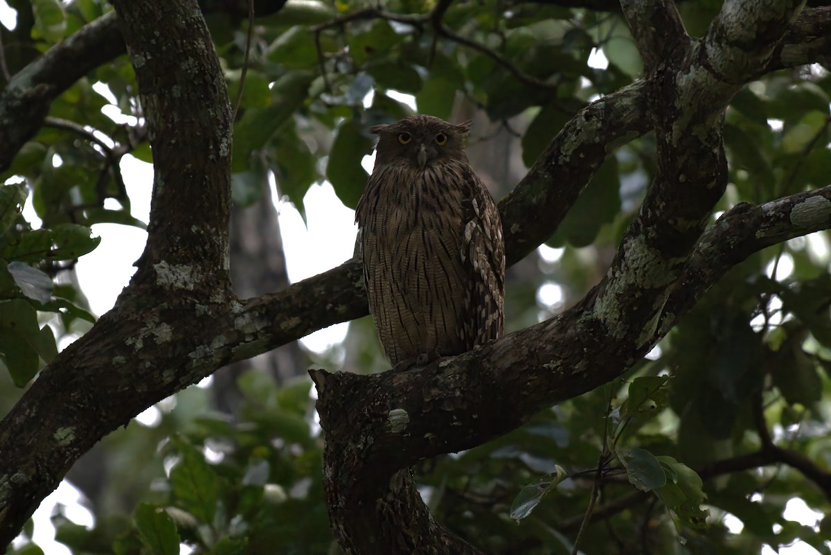 Brown Fish-Owl - ML626703557