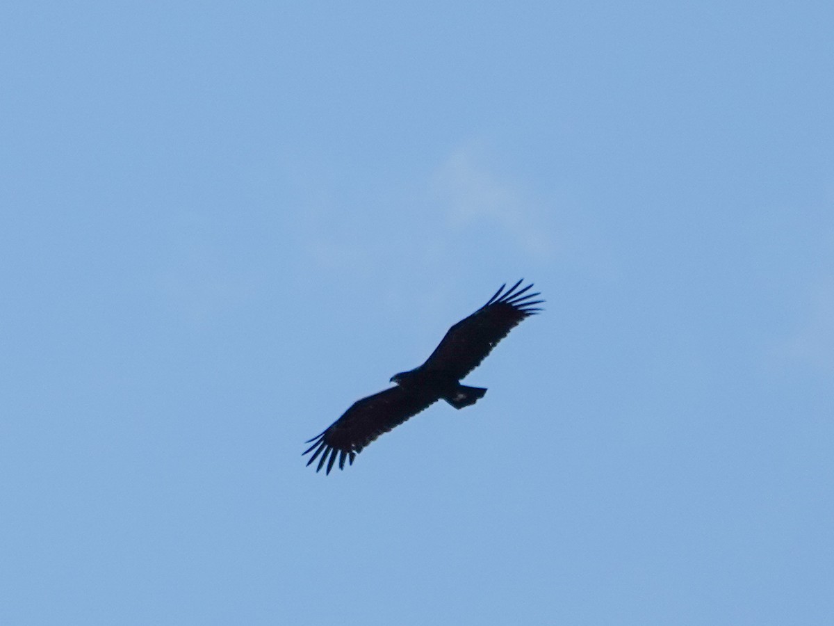 Greater Spotted Eagle - ML626703580