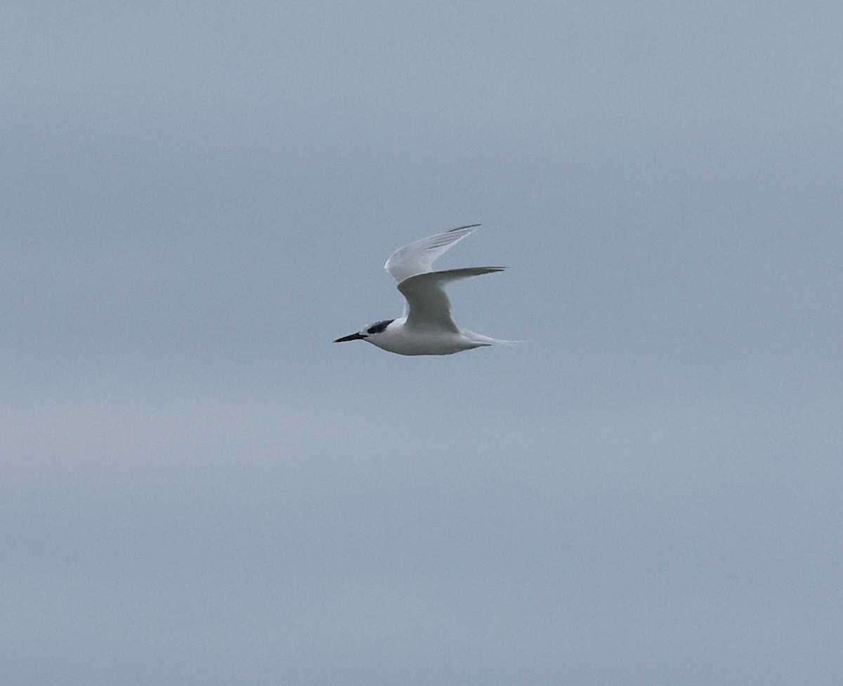 Sandwich Tern - ML626703846