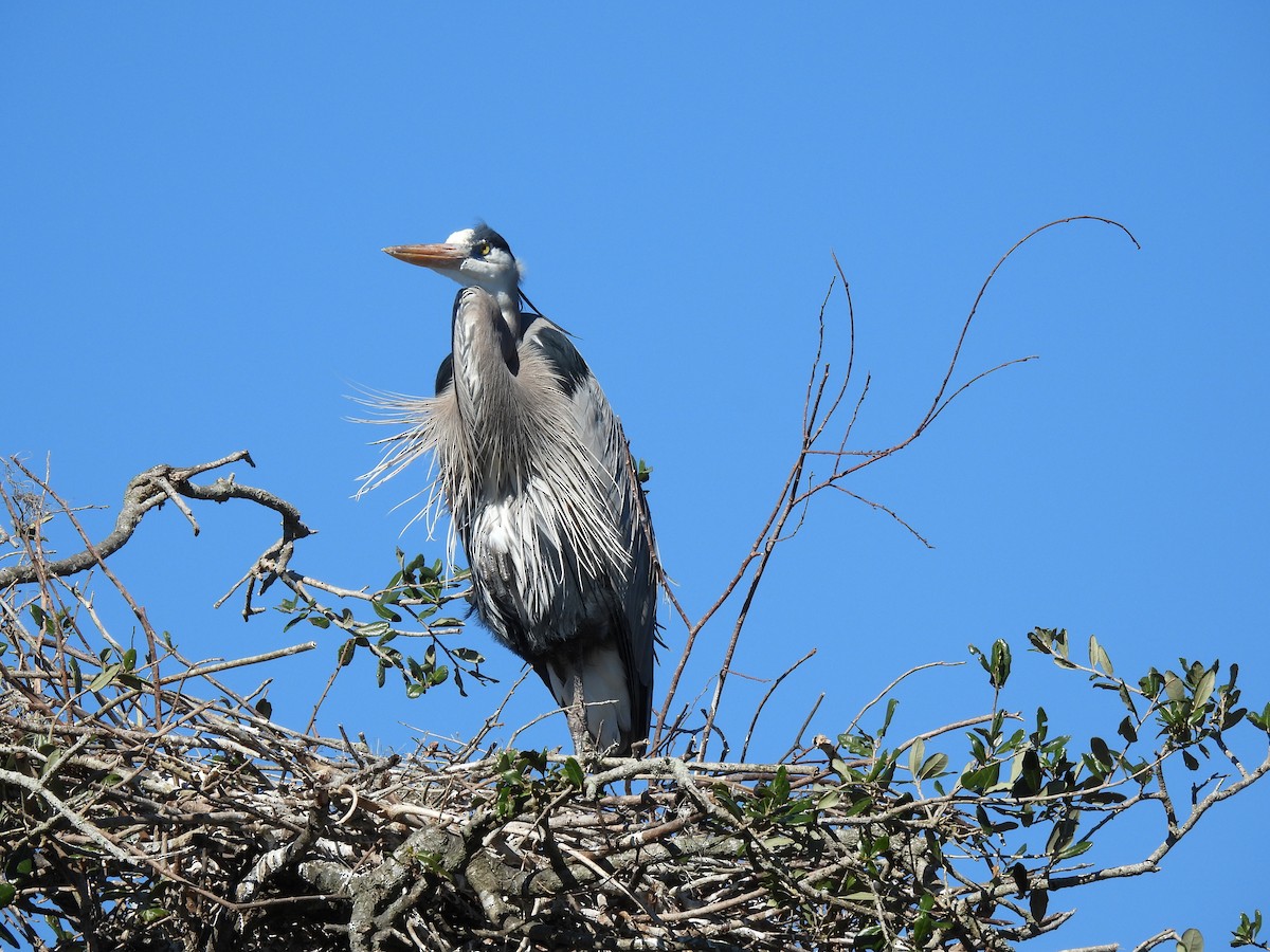 Great Blue Heron - ML626704111