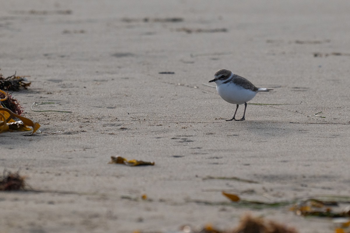 Snowy Plover - ML626704590