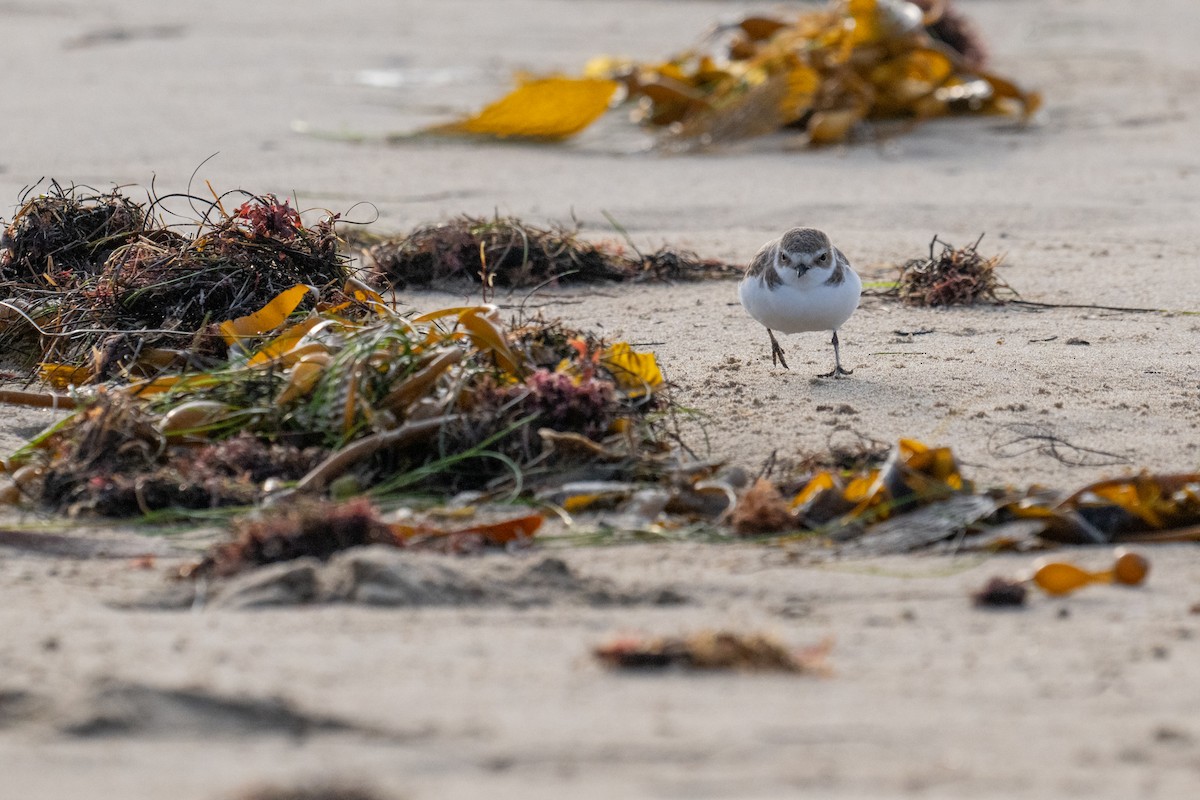 Snowy Plover - ML626704595