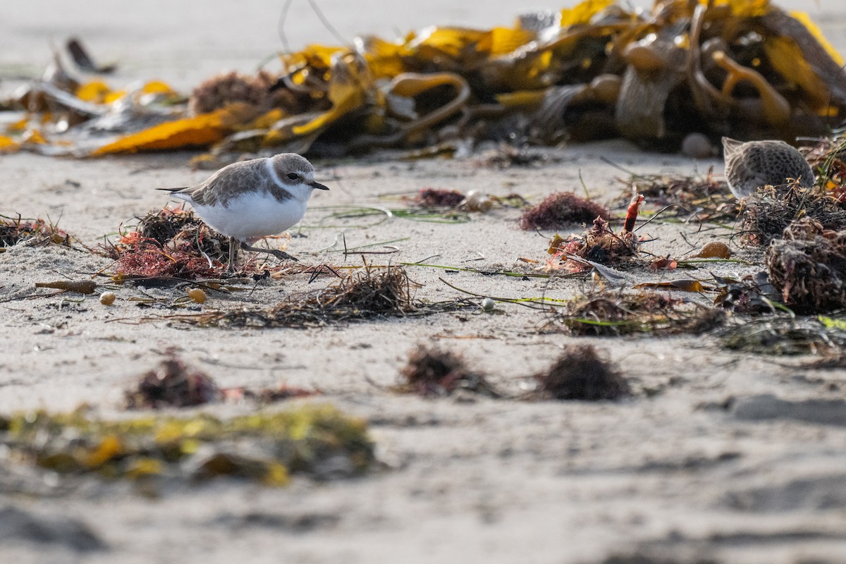 Snowy Plover - ML626704596