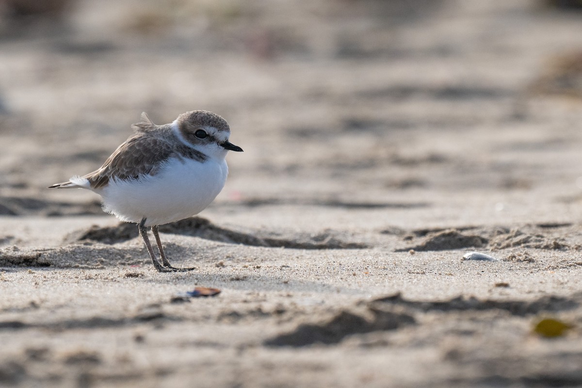 Snowy Plover - ML626704670