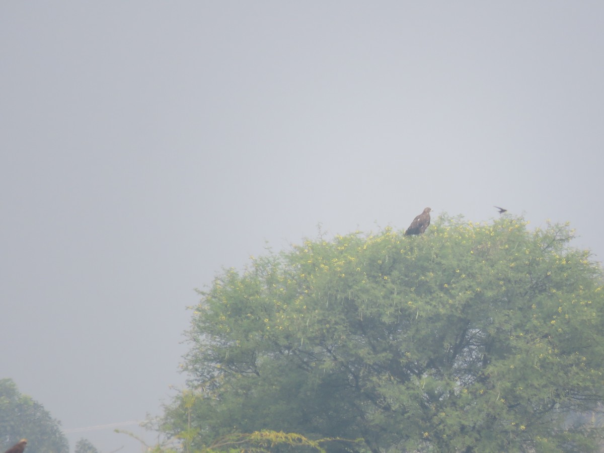 Greater Spotted Eagle - ML626704793