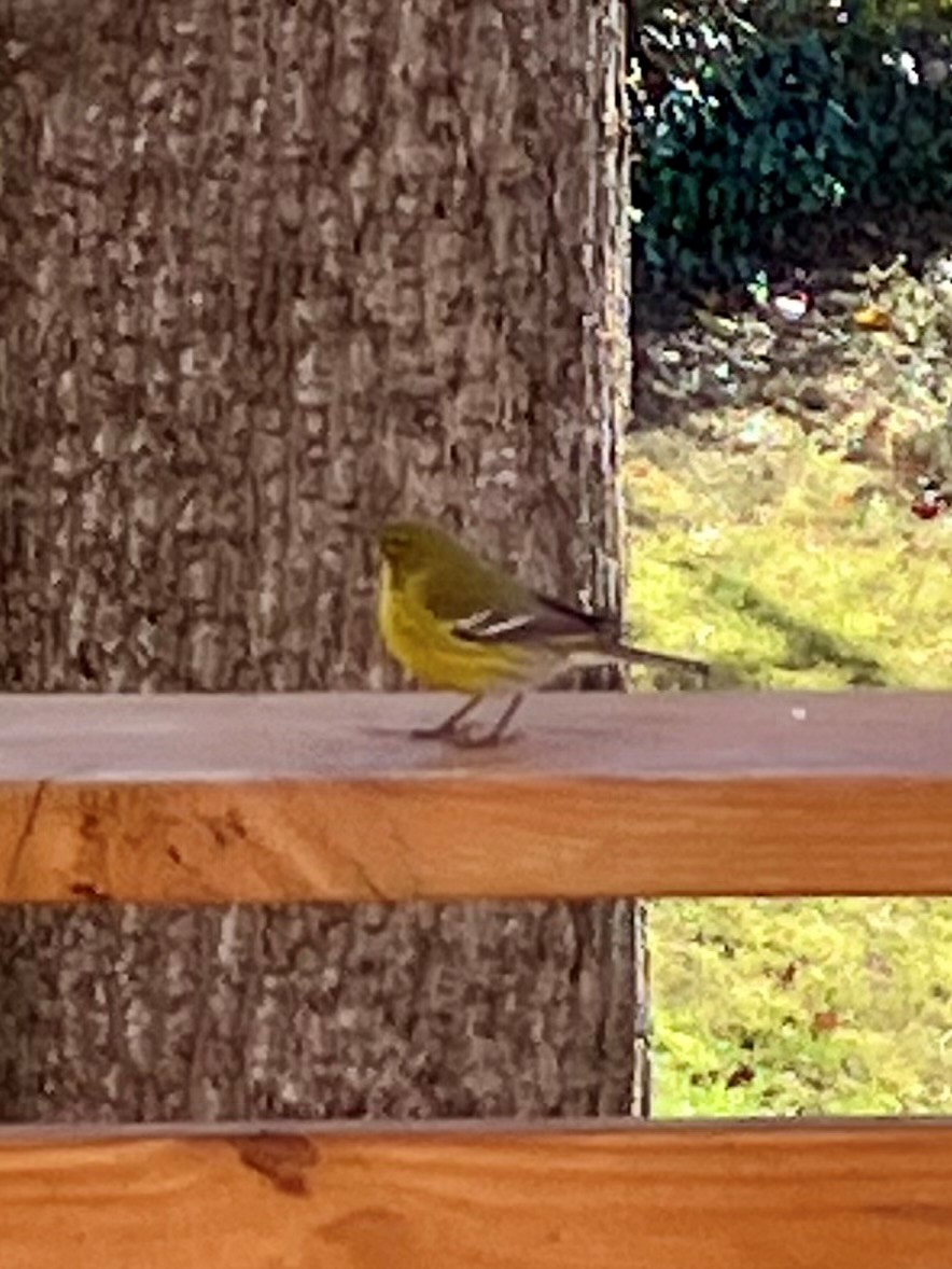 Pine Warbler - ML626704897