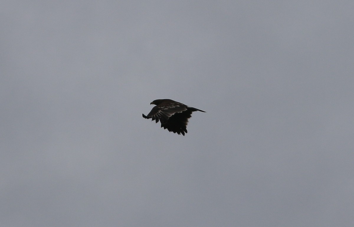 Greater Spotted Eagle - ML626705008