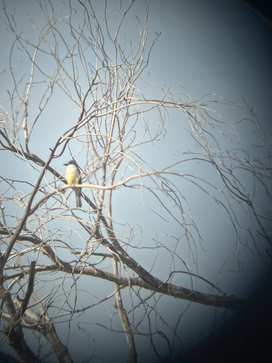 Thick-billed Kingbird - ML626705056