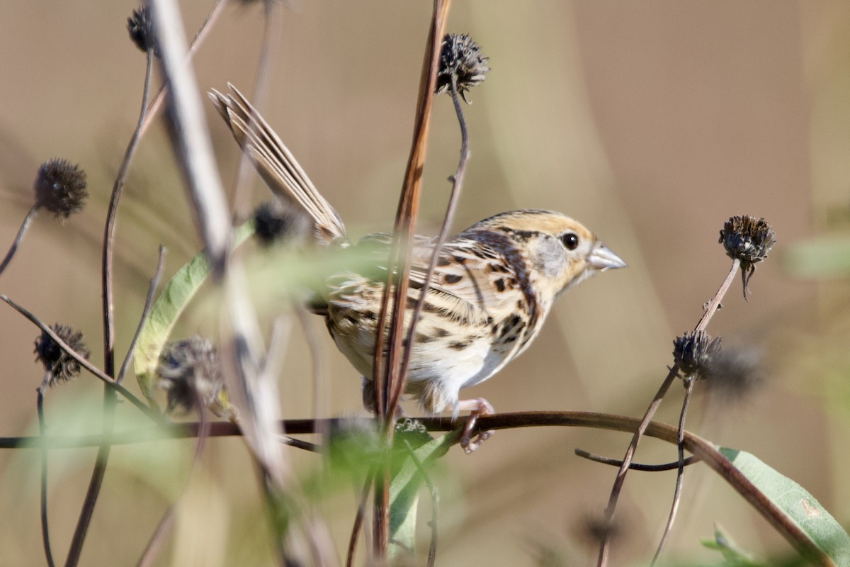 LeConte's Sparrow - ML626705260