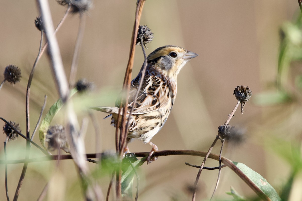 LeConte's Sparrow - ML626705261