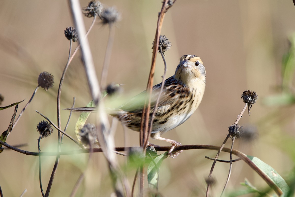 LeConte's Sparrow - ML626705262