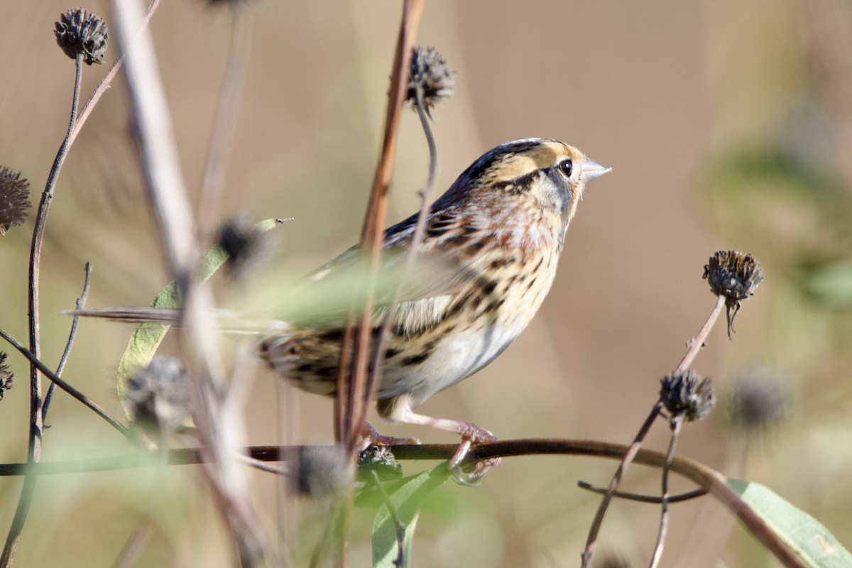 LeConte's Sparrow - ML626705263