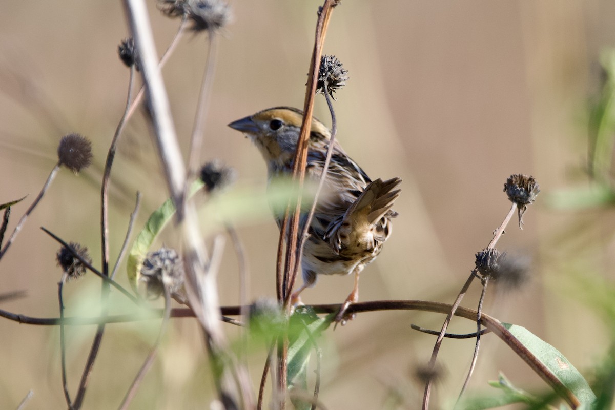 LeConte's Sparrow - ML626705264