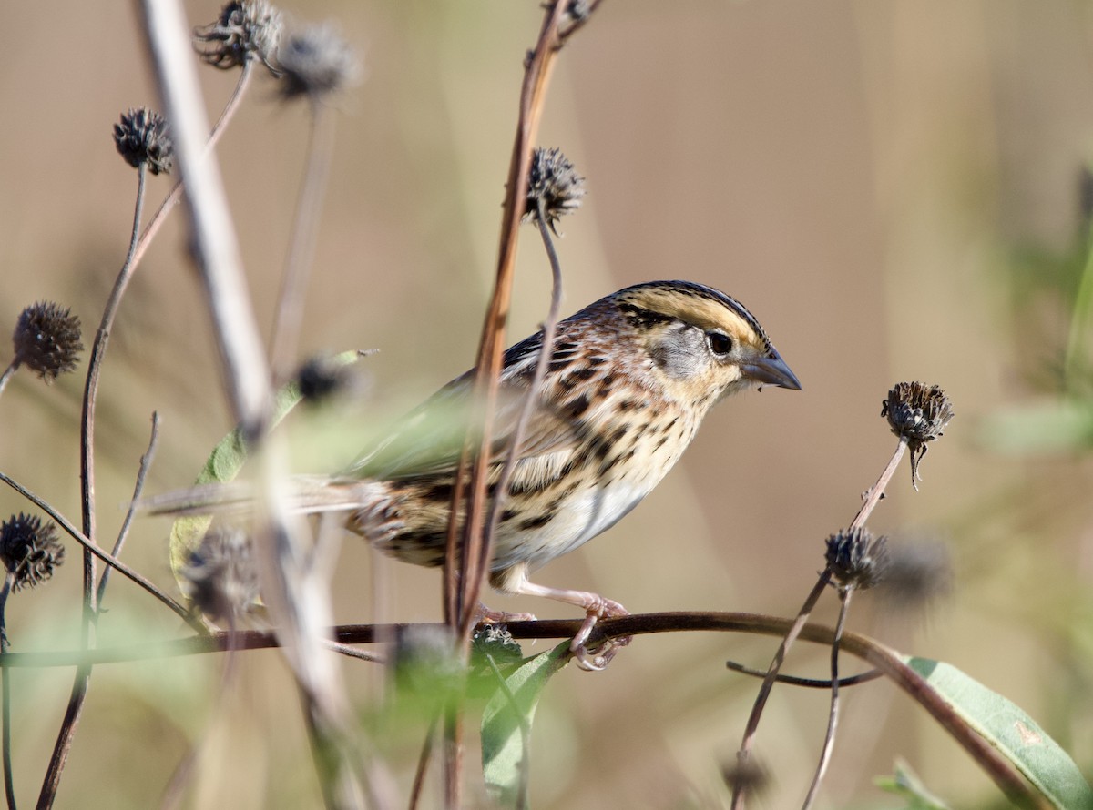 LeConte's Sparrow - ML626705265