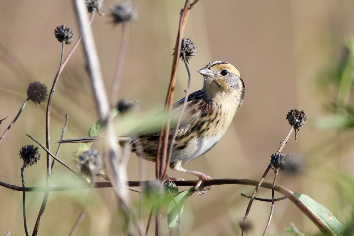 LeConte's Sparrow - ML626705266