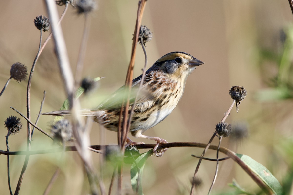 LeConte's Sparrow - ML626705267