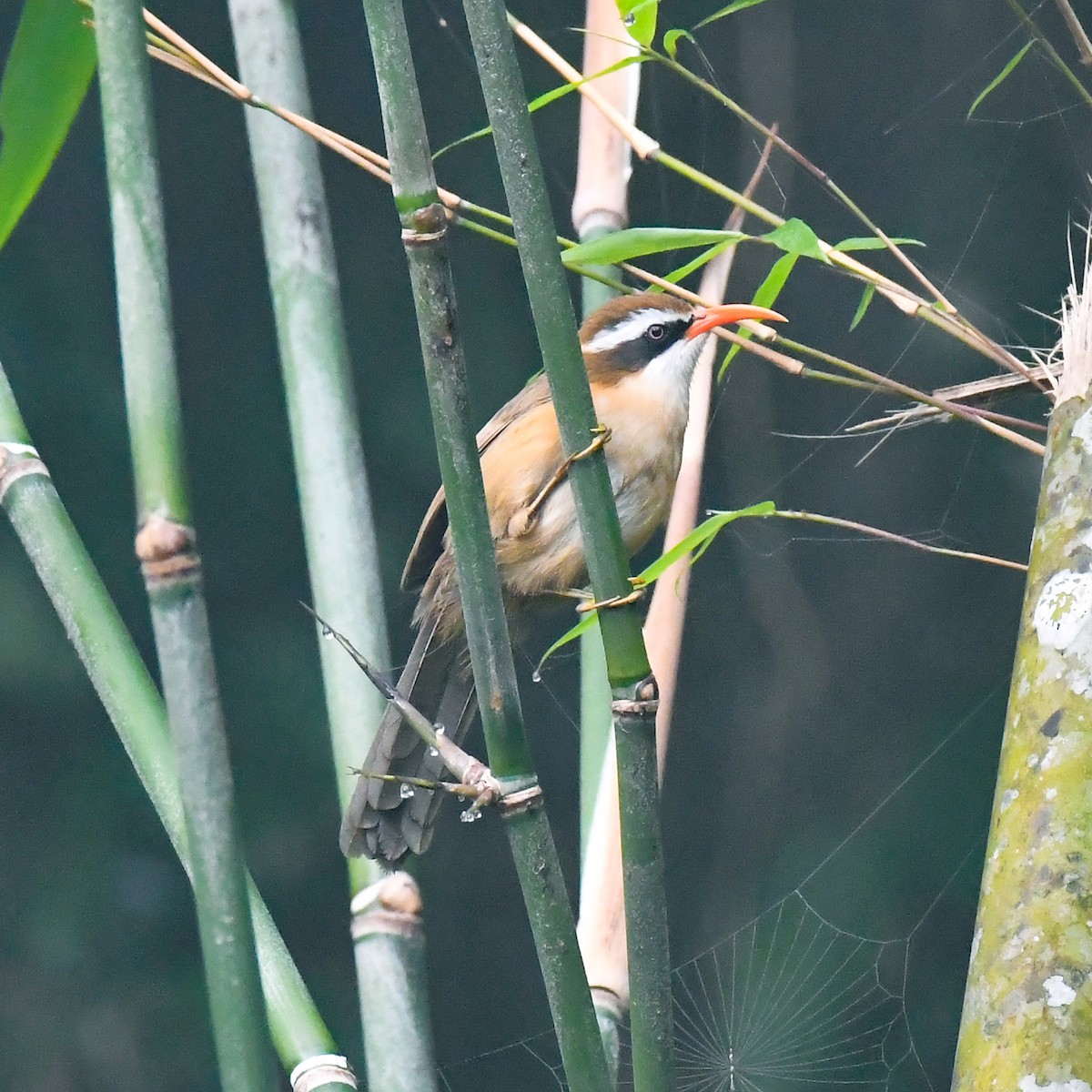 Brown-crowned Scimitar-Babbler - ML626705296