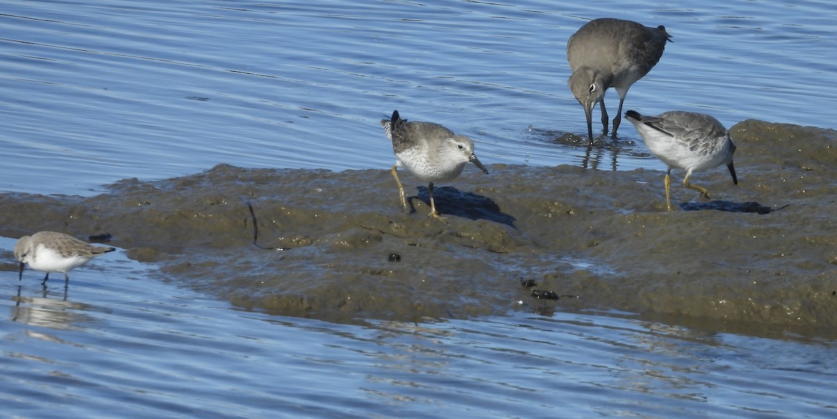 Red Knot - ML626705338