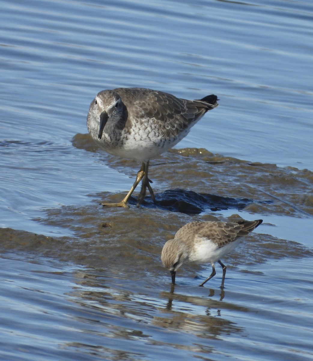 Red Knot - ML626705339